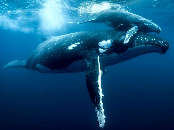 कैसी दिखती है व्हेल की उल्टी कैसी दिखती है व्हेल की उल्टी