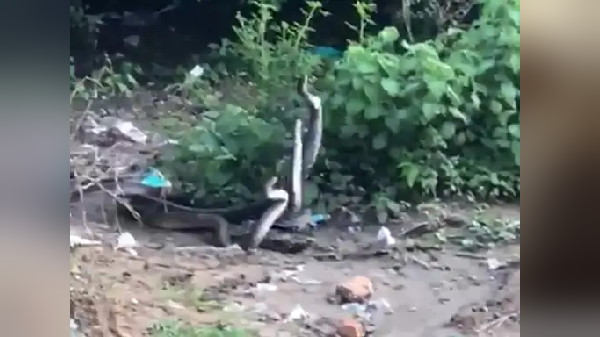 3 सांपों की जोड़ी एक साथ कर रही मस्ती