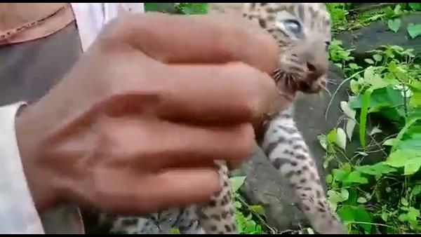 कोई शावक का सिर मरोड़ते तो कोई मूंछ खींचते दिखा