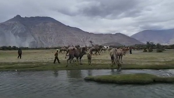 नुब्रावैली में ही क्‍यों पाए जाते हैं