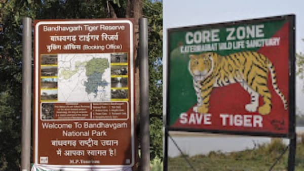 बांधवगढ़ के बाघों की बादशाहत बरकरार 