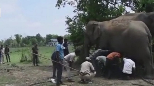 हथ‍िनी वत्‍सला पर भी दो बार हमला कर घायल कर चुका है