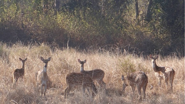 नए टाइगर र‍िजर्व के साथ नौरादेही का क्षेत्रफल भी बढ़ेगा 