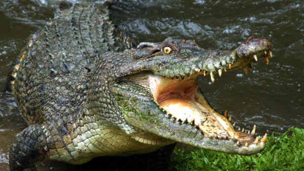 घड़ियाल की आंसू का सच