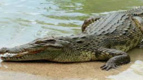 कई जीवों में भावनाओं से आते हैं आंसू