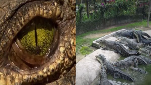 घड़ियाली आंसुओं पर रिसर्च