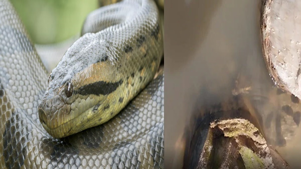 पर्यटकों को नदी की सैर पर ले गया था ये शख्‍स 