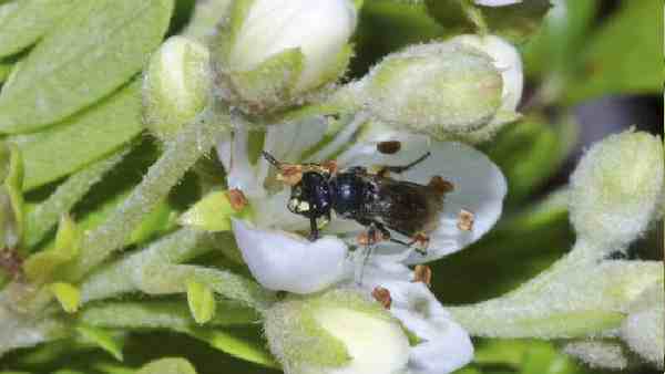 ऑस्ट्रेलिया में मधुमक्खियां क्यों हैं महत्वपूर्ण ?