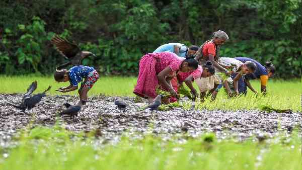 आरे को लेकर ऐक्टिविस्ट का क्या कहना है ?