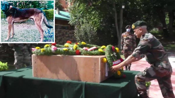 ऑपरेशन में भेज गए थे सेना के दो डॉग्स ऑपरेशन में भेज गए थे सेना के दो डॉग्स