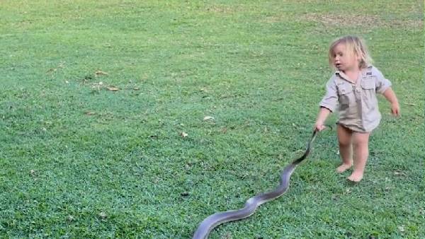 सांप की पकड़ी पूंछ और फिर घसीट डाला