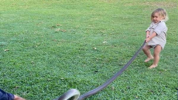 भीमकाय सांप को रस्सी की तरह खींचा 