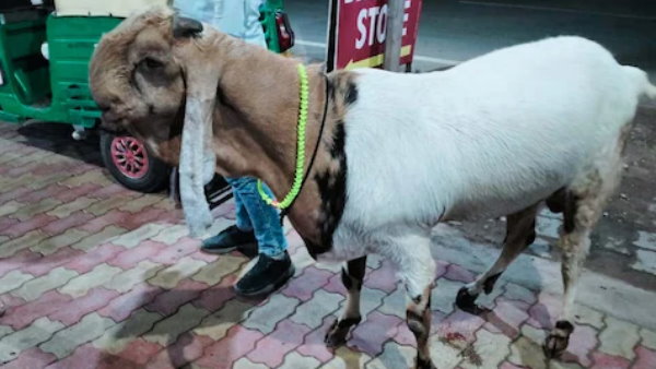 'शेरू' ने भी मालिक को बनाया लखपति