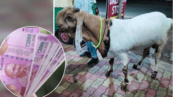 2.50 लाख रुपए में बिका सुल्तान नाम का बकरा