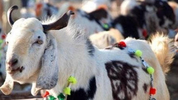 डीएम ने करवाया बकरे का इंतजाम, मुफीजा ने भी मनाया त्योहार