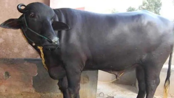 भैंस ने अपनी जान देकर बचाई मालिक की जान