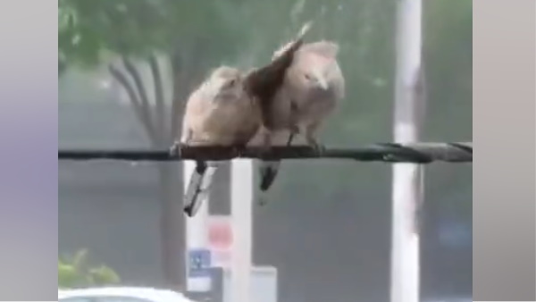 तूफान में दो परिंंदे तार पर बैठे आए नजर 