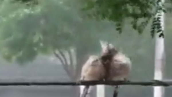 तूफान से डट कर मुकाबला करते हुए ऐसे बने एक दूसरे की ढाल 