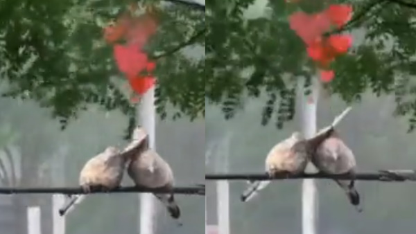 वायरल वीडियो देखकर लोग कर रहे ये कमेंट 