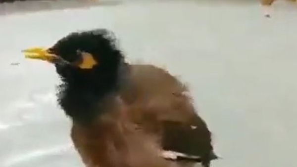  पौने तीन लाख लोगों ने देखा वायरल Video