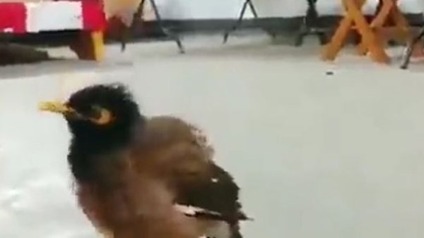 चिड़िया को लेकर अनोखा दावा