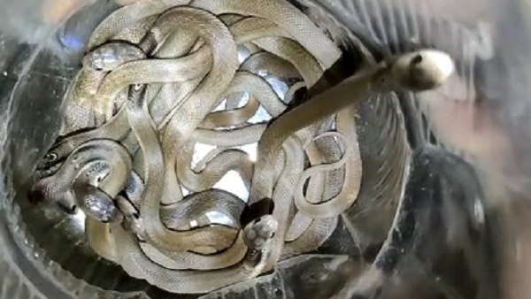 बंद कमरे को तोड़ा,तो मिला बिल 