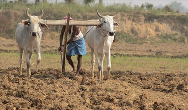 A Huge bomb found in farm while the farmer plowing fazilka punjab near India pakistan border A Huge bomb found in farm while the farmer plowing fazilka punjab near India pakistan border