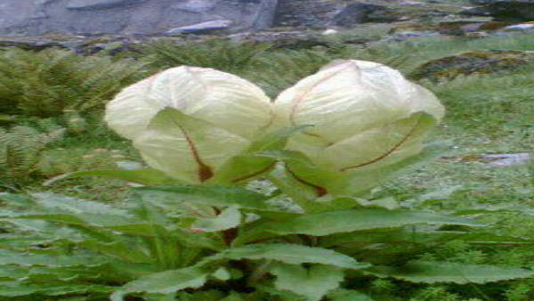 उत्तराखंड का राज्य पुष्प है ब्रह्म कमल उत्तराखंड का राज्य पुष्प है ब्रह्म कमल