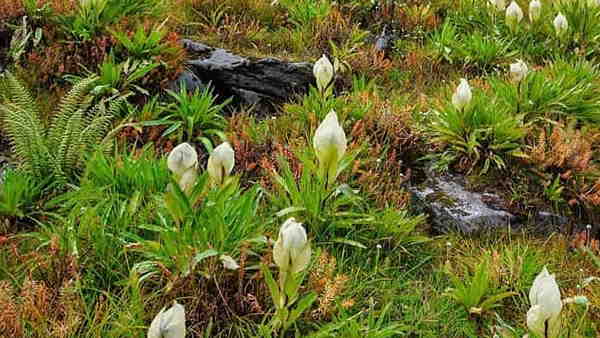 औषधीय गुणों से भरपूर है ब्रह्म कमल औषधीय गुणों से भरपूर है ब्रह्म कमल