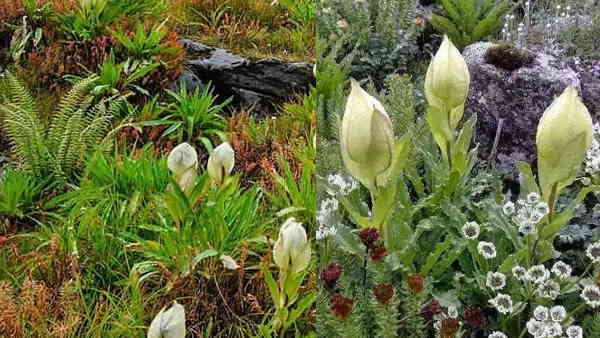 अच्छे संकेत नहीं समय से पहले खिलना अच्छे संकेत नहीं समय से पहले खिलना