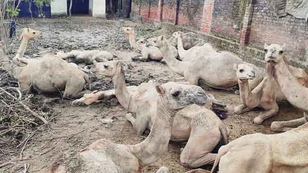camels-varanasi