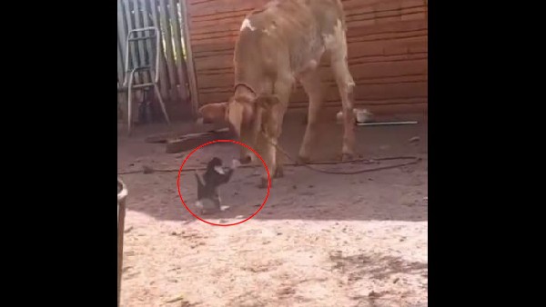 बिल्ली ने पंजे से दिया गाय को चकमा