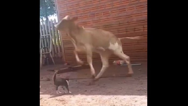  गाय पर भारी पड़ी बिल्ली