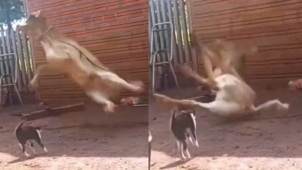 कई फीट ऊंची हवा में छलांग लगाकर गिरी गाय 