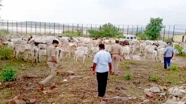 जानलेवा वायरस से बचने के लिए चल रहा टीकाकरण अभियान