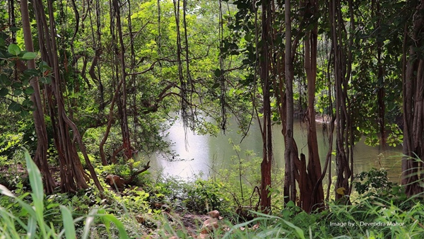 यहाँ है कुनो-पालपुर राष्ट्रीय उद्यान 