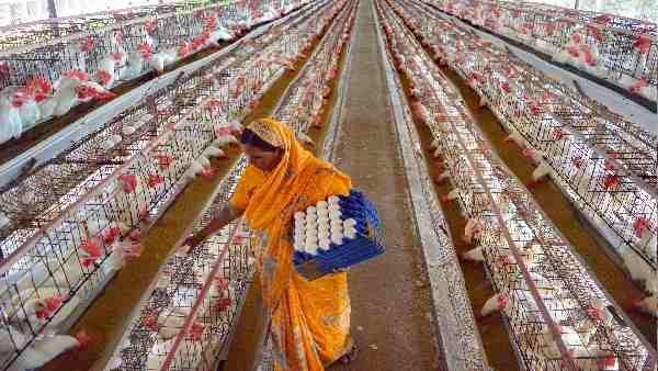 15 दिन में आधे रह गए चिकन के दाम!