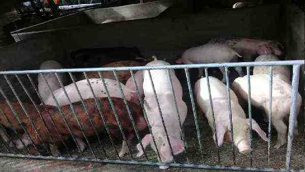 इंसानों में नहीं फैलता अफ्रीकी स्वाइन फीवर