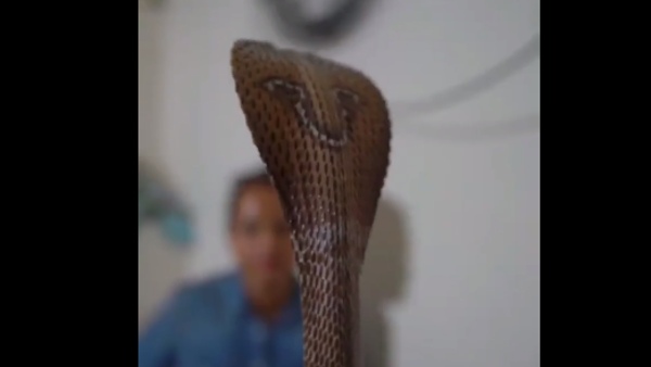 अचानक से निकला कोबरा
