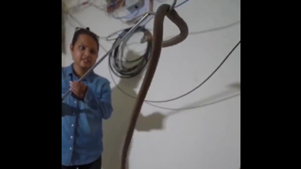 हाथी को सुला दे मौत की नींद