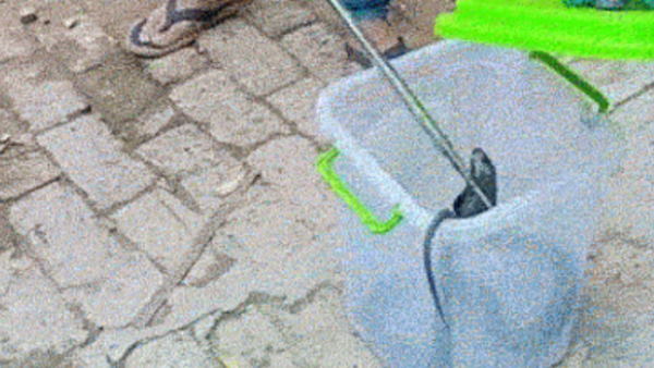 जहरीला होता है स्पेक्टेकल्ड प्रजाति का ये सांप