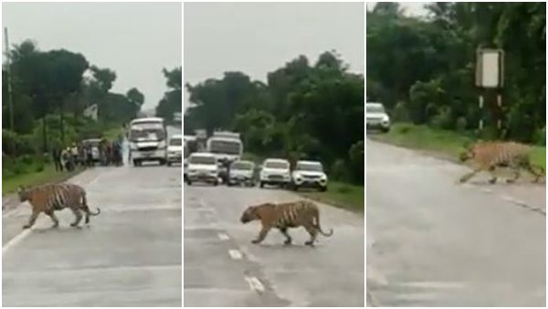 सड़क पार करता बाघ