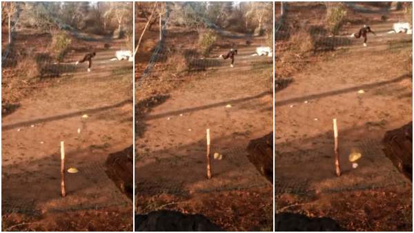 राजस्थान का जूनियर बुमराह ! राजस्थान का जूनियर बुमराह !