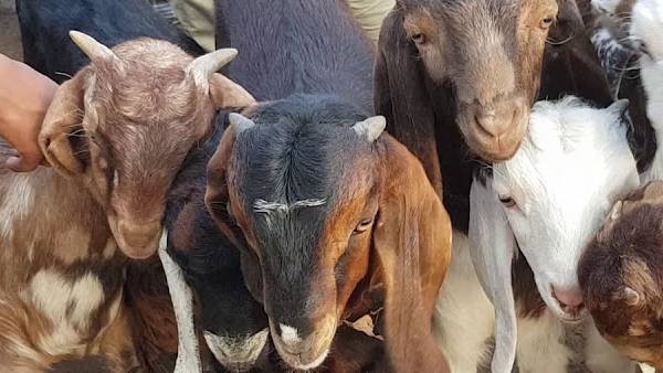 मुंह मांगी क़ीमत पर बकरा ख़रीद रहे लोग 