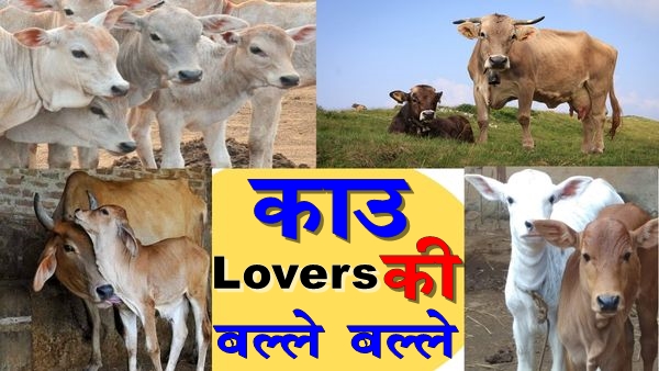 गाय से मिलेगा इतना दूध...