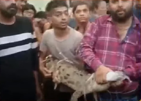 भारी बारिश के बाद नदी से बाहर घूम रहे मगर