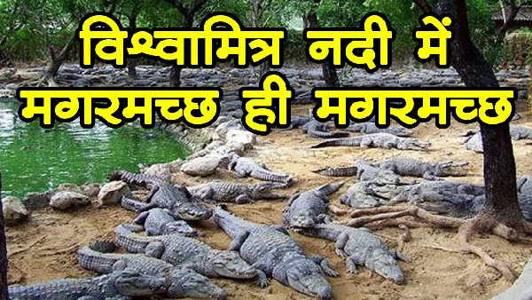 यहां रहते हैं 300 से ज्यादा मगरमच्छ 