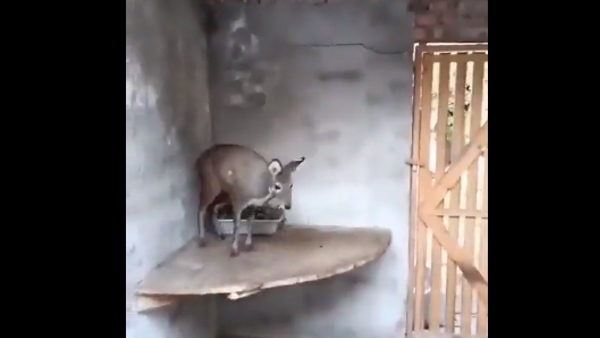 स्पाइडर मैन से तुलना