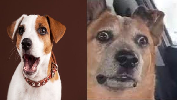 आरोपी के बेटे ने छोड़ा पुलिसकर्मियों पर कुत्ता