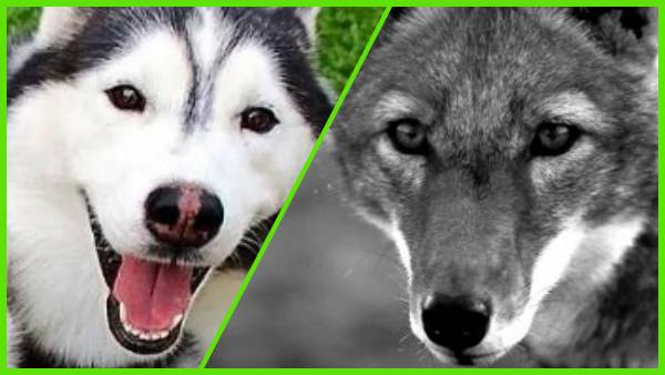 कुत्तों के पूर्वज कौन थे कुत्तों के पूर्वज कौन थे